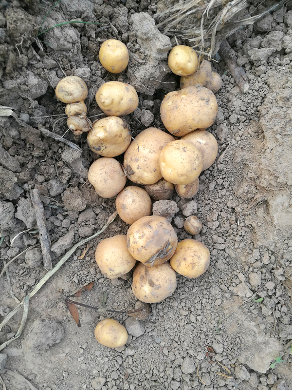 贵州干锅洋芋做法大全,农家炕锅土豆的做法