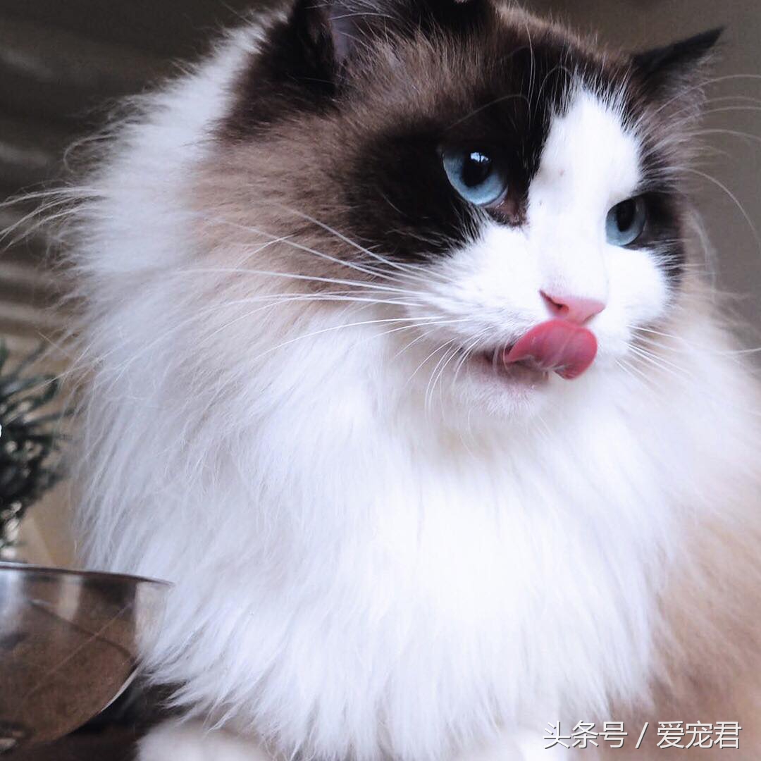 猫咪为什么总是趴在水杯旁边,猫咪为什么总是在桌子角上蹭