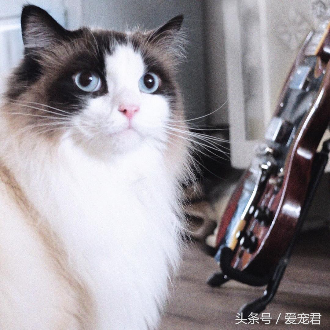 猫咪为什么总是趴在水杯旁边,猫咪为什么总是在桌子角上蹭