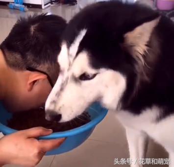 哈士奇不喂狗粮自己可以喂什么吃,二哈哈士奇吃狗粮