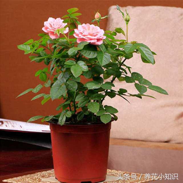 养花要喂什么药水浇花好,养花用什么药水浇花好