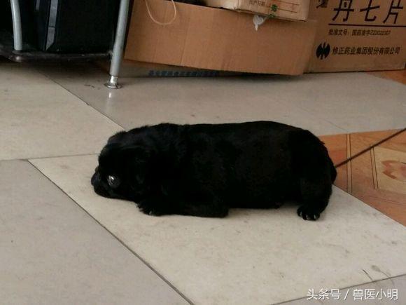 巴哥犬屁股黑色一块是什么,巴哥犬撅屁股是怎么回事