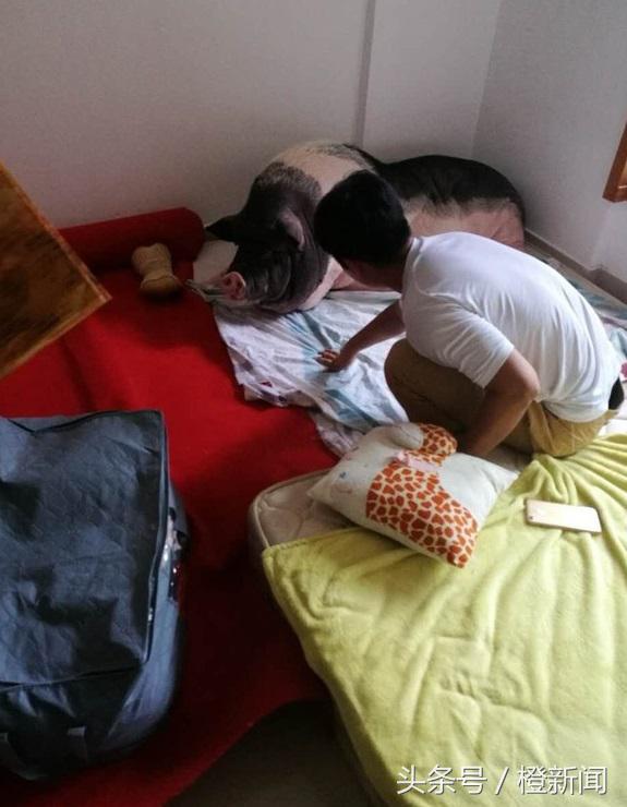 买小香猪当宠物长成40公斤大肥猪,买到假宠物猪