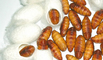 民间吃起来口感特别好传统美食,民间美味大全视频