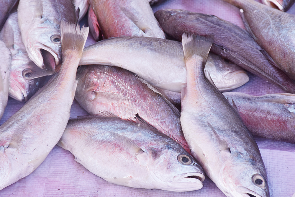 经典海鲜摄影图片,鲜活海鲜摄影技巧