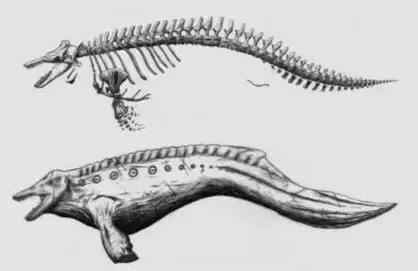 霸王龙体型,霸王龙真的长一身羽毛和厚嘴唇吗