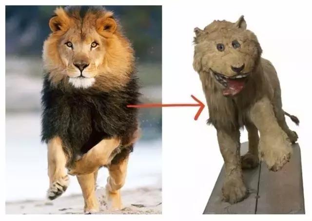 霸王龙体型,霸王龙真的长一身羽毛和厚嘴唇吗