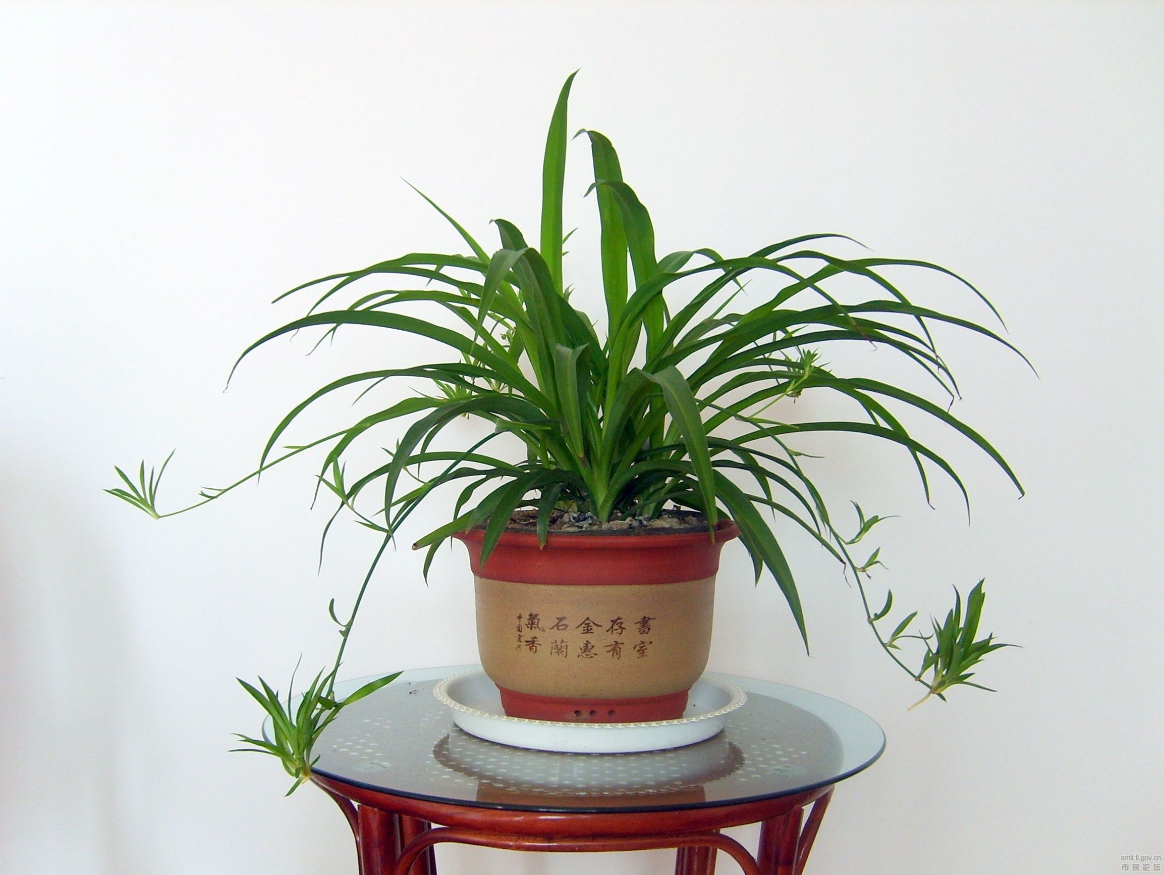 所有绿植都可以除甲醛吗为什么,绿植真的能除甲醛吗