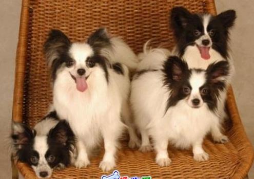 盘点全网最精的狗狗,全网狗狗大合集