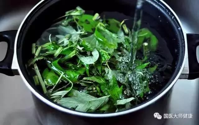 艾叶草原来还有这么多功效,艾叶神仙草的功效