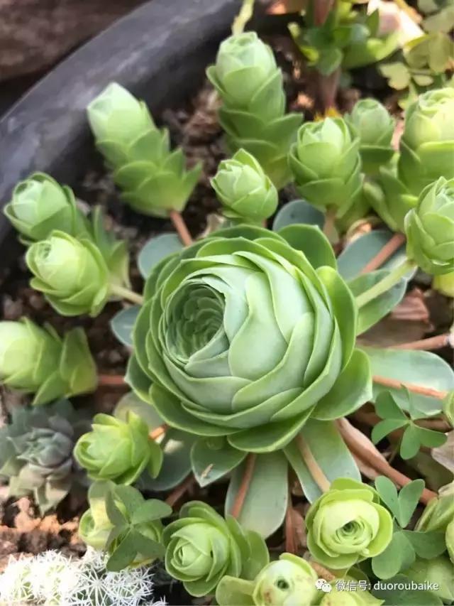 养了一年多的多肉没啥变化说说,养了几年的多肉快要全军覆没了