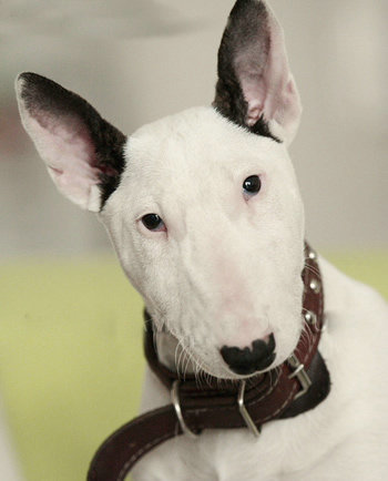 盘点全网最精的狗狗,全网狗狗大合集