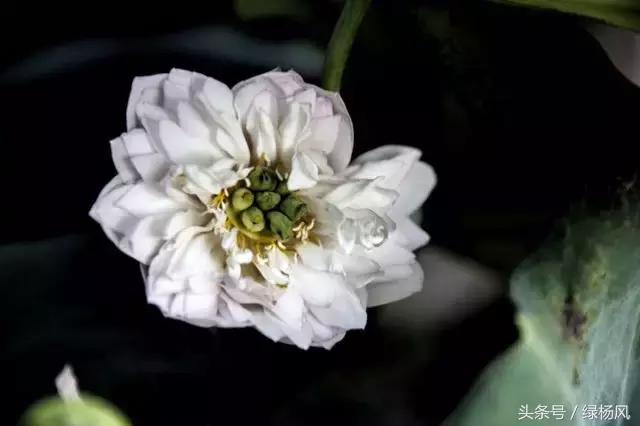 瘦西湖优惠门票多少钱,瘦西湖门票优惠政策最新