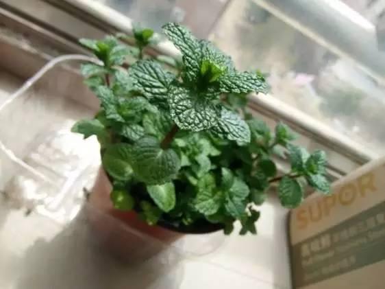 薄荷种子纸巾催芽法,什么时候种薄荷种子最好