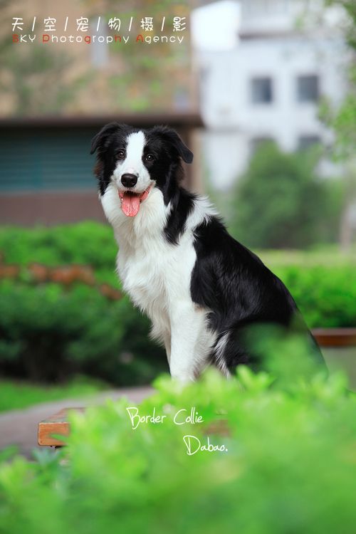 盘点全网最精的狗狗,史上最全狗狗大全