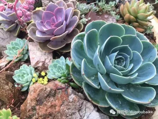 养了一年多的多肉没啥变化说说,养了几年的多肉快要全军覆没了