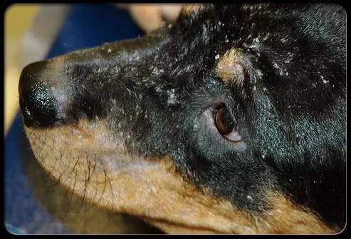 宠物皮肤病怎么治疗最有效,宠物医院如何治疗宠物皮肤病