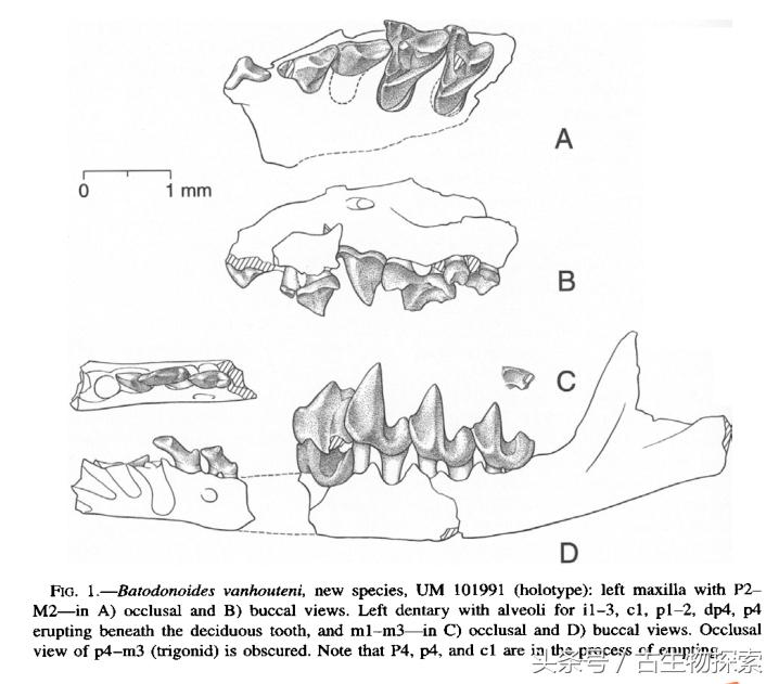 世界上最小的哺乳动物是什么,最小的哺乳生物
