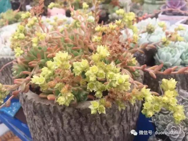 养了一年多的多肉没啥变化说说,养了几年的多肉快要全军覆没了