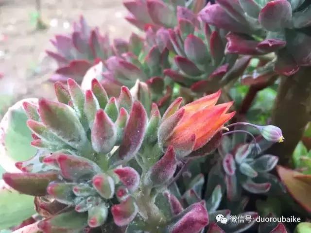 养了一年多的多肉没啥变化说说,养了几年的多肉快要全军覆没了