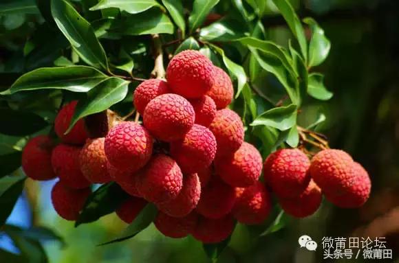 我是莆田的原视频,莆田头条最近