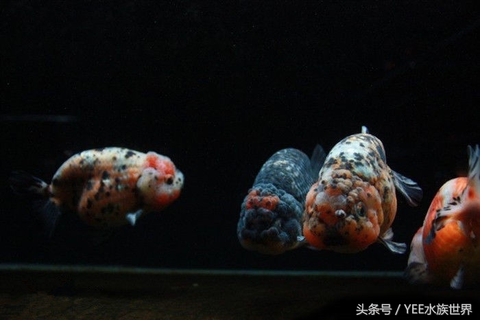 养金鱼的水有寄生虫吗,养的金鱼为何总是起白点