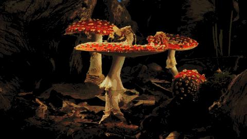 原来蘑菇还能这么做,蘑菇原来样子