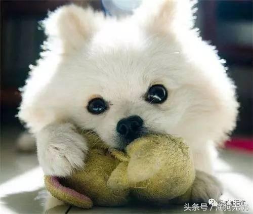 养狗前要学会的八件事,新手养狗怎么给狗狗养成习惯