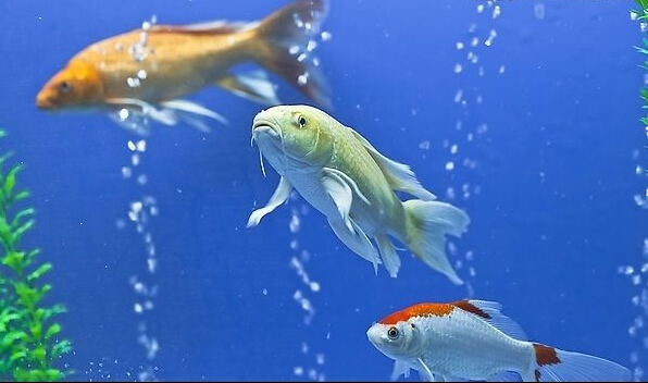 观赏鱼店靠什么赚钱,开卖观赏鱼的店生意好不好