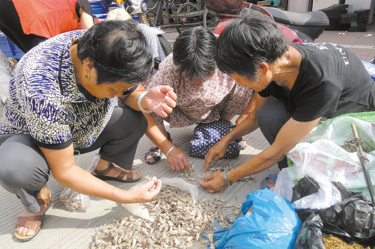 野生土冬虫夏草,与冬虫夏草一个等级的野草