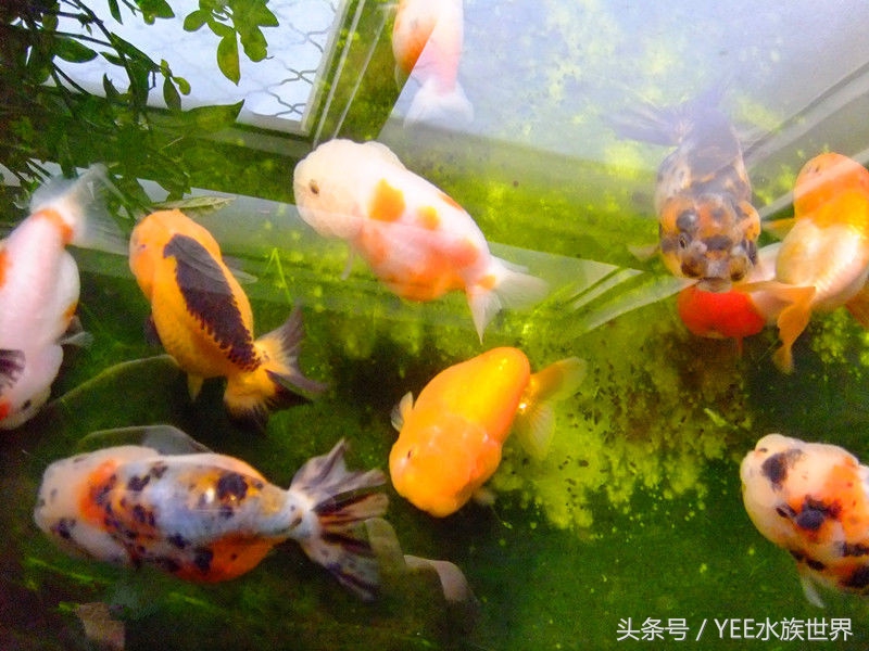 养金鱼的水有寄生虫吗,养的金鱼为何总是起白点