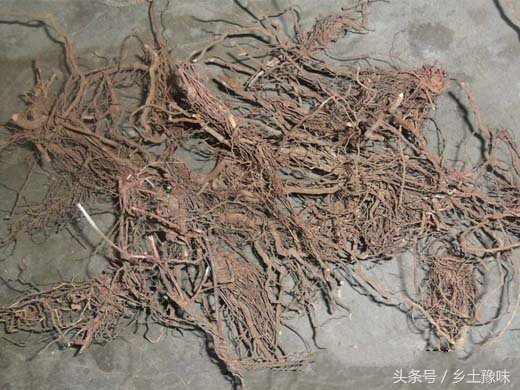 农村地里这种草，不仅害人还害庄稼，但却可以利用它！