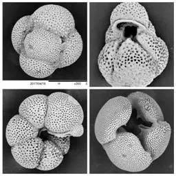 古生物学家发现化石,古生物学家探索古墓