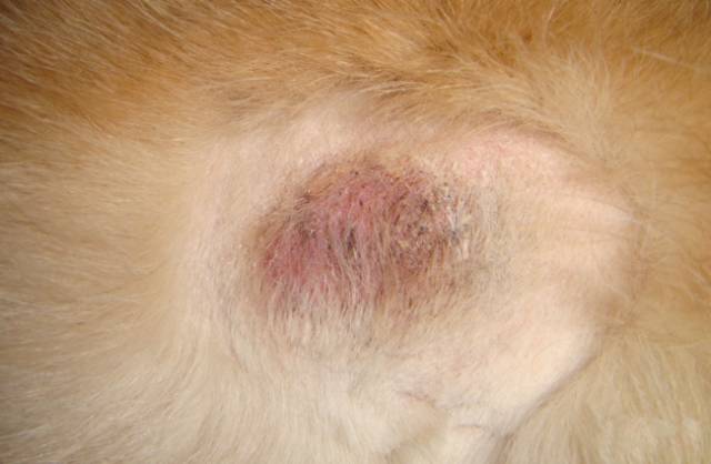 宠物皮肤病哪里能治好啊,宠物医院如何治疗宠物皮肤病