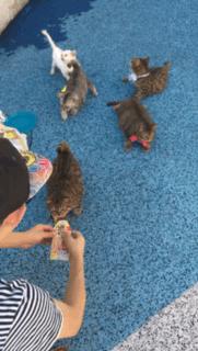 铲屎的带5只小肥猫跑步，跑了一圈回来发现喵星人居然还在原地