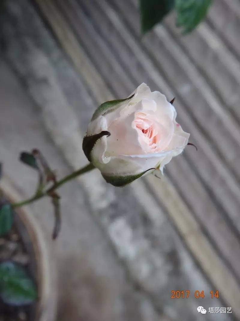 小城花事，泥土中滋生的花园梦