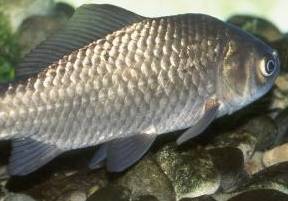 芒种开运的最佳方法,芒种咋过