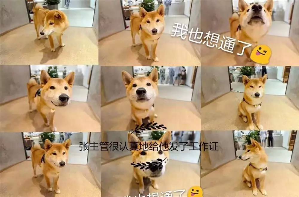 能把一条柴犬请来当服务员，也只有杭州这家新晋网红商场了吧……这波刷卡5折攻略，你一定收好！
