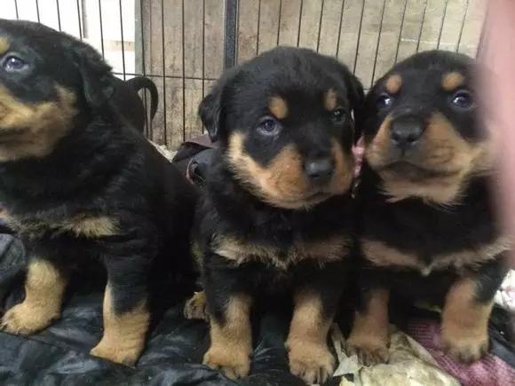 最有良心的狗贩子,一个有良心的狗贩子