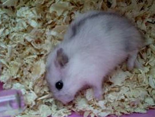 养仓鼠防止仓鼠生病,仓鼠如何护理仓鼠并让其保持健康