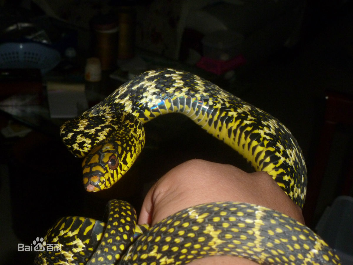 超级可爱的十大萌宠可以在家养,好养又干净的宠物萌宠