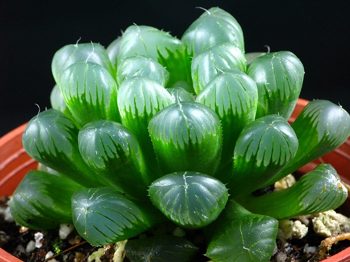 冰灯玉露防辐射彩色多肉植物,多肉植物冰灯玉露好养殖吗