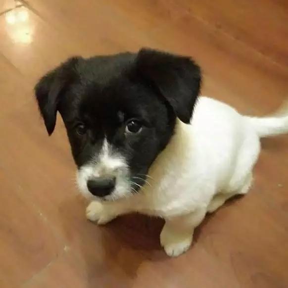 上海宠物领养阿拉斯加,上海宠物领养活动