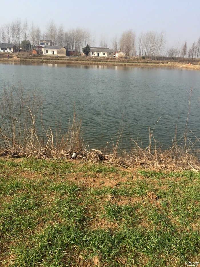 钓鲫鱼红虫带散炮,废弃鱼塘钓鲫鱼