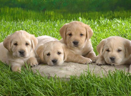 拉布拉多幼犬多少钱一只正宗的,拉布拉多正宗幼犬价格多少钱一只