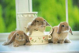 超级可爱的十大萌宠可以在家养,好养又干净的宠物萌宠