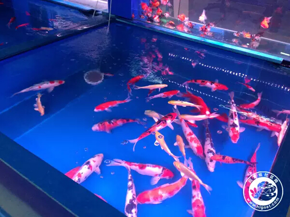 北京回龙观花鸟鱼虫,昌平回龙观附近的花鸟鱼虫市场