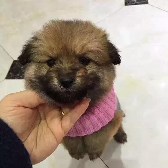 上海宠物领养阿拉斯加,上海宠物领养活动