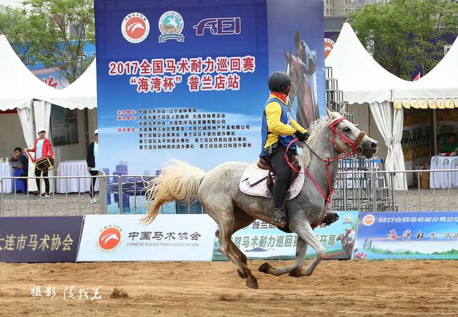马术耐力赛100公里,马术耐力赛蒙古马