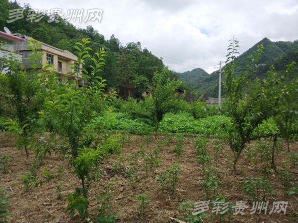 尝试中取意平凡中创新看一个极贫乡镇的蜕变之道